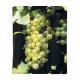 White Wine Grape Sheath